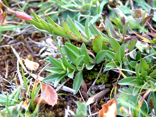 Polygala flavescens / Poligala gialla